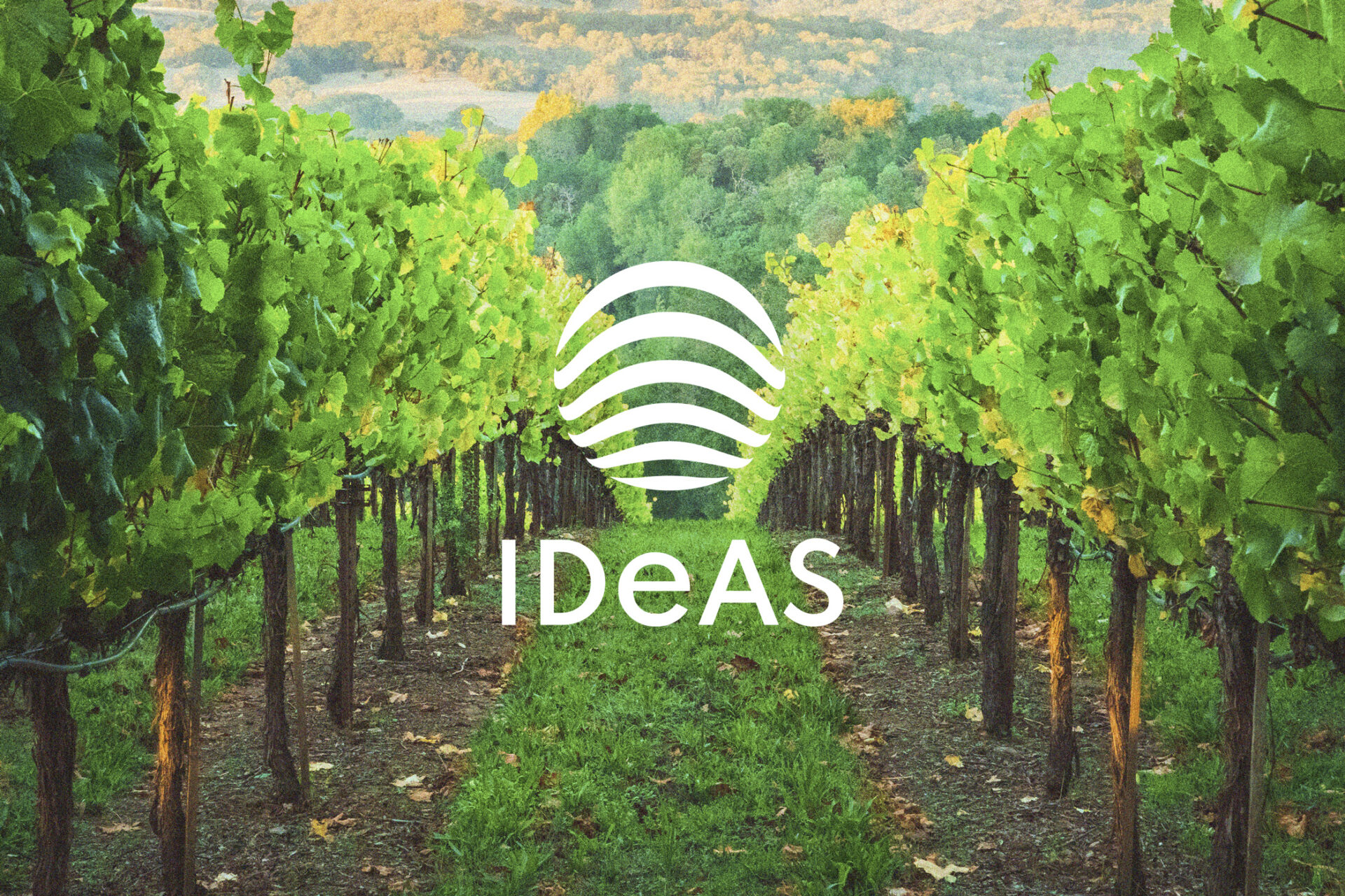 Weißes IDeAS-Logo auf einem Hintergrund mit grünem Weinberg.
